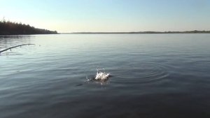 Сентябрьская рыбалка на Нижней Волге часть первая: ловим днем и ночью, троллинг