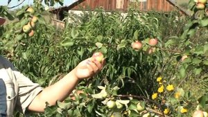 Осеннее низкорослое