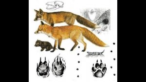 следы животных