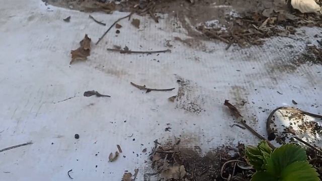 Готовим клубнику к новому сезону после зимы. смотреть онлайн