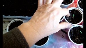 САЛЬВИЯ** РАСПИКИРОВАЛА САЛЬВИЮ** ВЗОШЛА ПЛОХО**