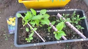 Результаты подзимнего посева семян цветов.07.06.2019