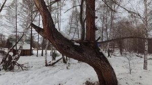 Как и где лучше поставить ловушку для пчел