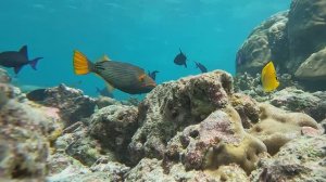 Коралловый риф острова Фонимагуду. Мальдивы. Рити Бич Резорт.  (12.2022)
