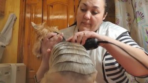 Груминг йорка, стрижка ёлочка, по-моему получилось ??