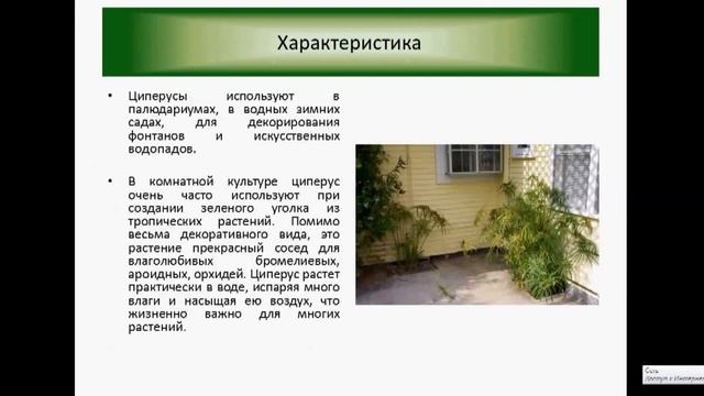 Циперус Особенности ухода и размножения смотреть онлайн