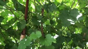 118. Мой виноград . Обработка винограда фунгицидом Ордан