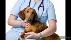 Кашель у собаки: причины и лечение