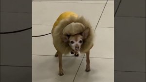 Блатной пёс