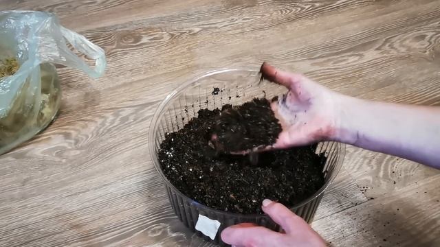 Видео 87. Грунт для ароидных.  Мой состав и особенности