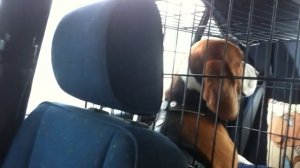 Бигль Эльф.Домой с охоты.