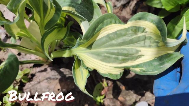 Коллекционная Хоста Bullfrog