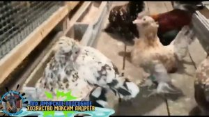 Алтайская бентамка