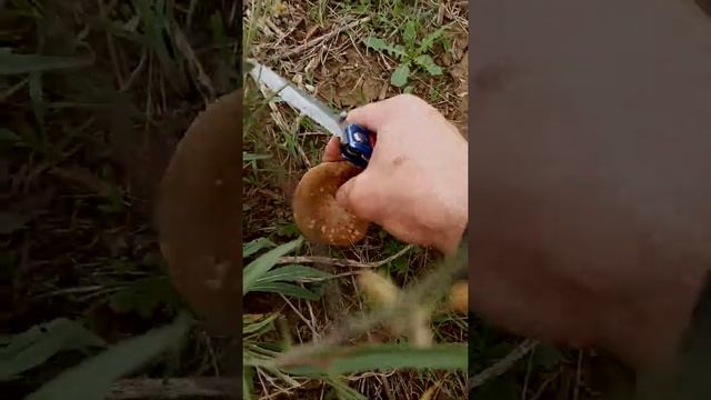 Однобочка степная, Евпатория 2020, осень смотреть онлайн