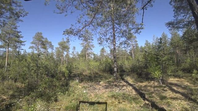 На Шерпе через Оршинский мох. Дошли до озера Великое. смотреть онлайн