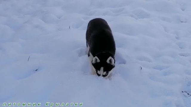 Предлагаем щенка хаски чёрно-белую девочку, родилась 25 сентября 2020 года смотреть онлайн