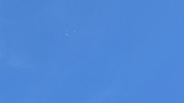 Тетеревятник пытается поймать голубей! Goshawk Attack pigeons! смотреть онлайн