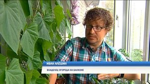 Урожай на балконе