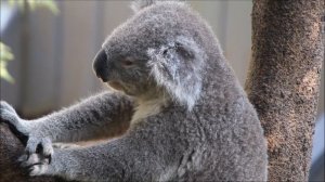 Rayappa, The Koala, Phascolarctos cinereus