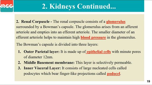 DRT - 1.1.7 - Excretory system смотреть онлайн