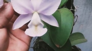 CATTLEYA NOBILIOR AMALIAE CAIO CÉSAR