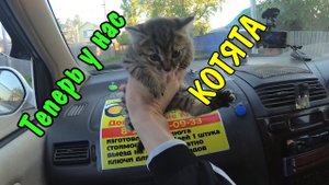 Влог:Милые котята