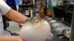 рыба фугу...ест морковь мем