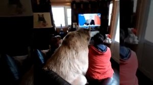 Как возможно приручить медведя???