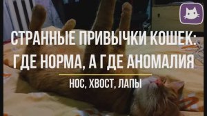 Странные привычки и повадки кошек - что они означают