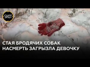 7-летнюю школьницу насмерть загрызла стая собак в Забайкалье