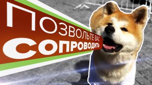 В Петербурге пёс-волонтёр помогает туристам ориентироваться в городе