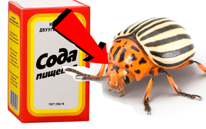 Как избавиться за 3 минуты от колорадского жука на картошке!