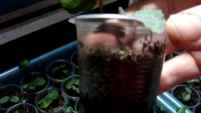 ЦИКЛАМЕН УХОД (Cyclamen) . Полив сеянцев цикламенов