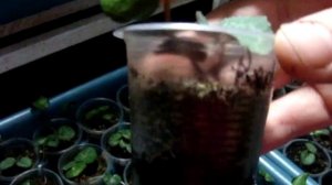 ЦИКЛАМЕН УХОД (Cyclamen) . Полив сеянцев цикламенов