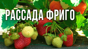 Лучшие сорта земляники садовой. Рассада земляники садовой Фриго.