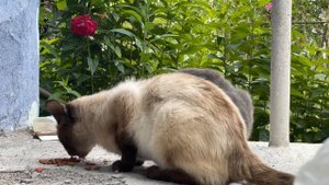 Life of a lonely 85 year old grandmother in a mountain village. Everyday life in the Carpathians