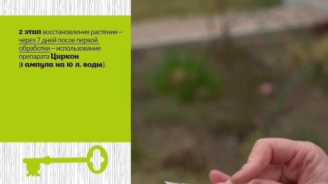 3 ПОДКОРМКИ, КОТОРЫЕ СПАСУТ РАСТЕНИЯ ПОСЛЕ НЕУДАЧНОЙ ЗИМОВКИ