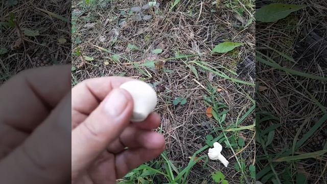 Дождевики шиповатые растут обильно. смотреть онлайн