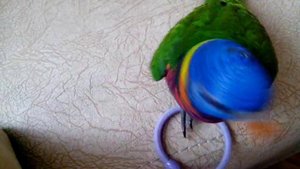 Радужный лорикет Корсар играется