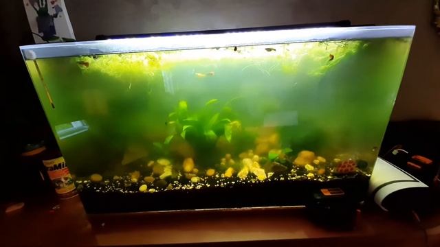 Что делать если позеленел аквариум смотреть онлайн