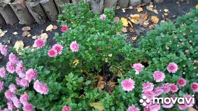 обзор цветника в последние погожие денечки смотреть онлайн