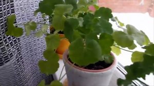 Подкормка пеларгонии весной. Обильное цветение гарантировано.