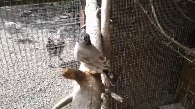 #7 Попугаи и другие птицы в уличном вольере смотреть онлайн