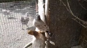 #7  Попугаи и другие птицы в уличном вольере