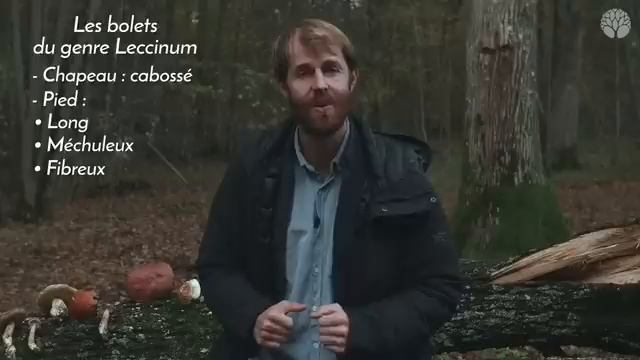 Extrait-offert : le fameux groupe des bolets (cèpes, bolet bai, bolet de satan…) смотреть онлайн