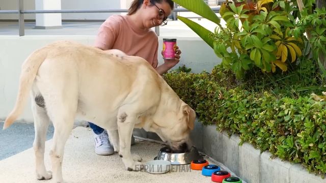 УЮТНЫЙ ДОМИК ДЛЯ ВАШЕЙ КОШКИ ? КЛАССНЫЕ ГАДЖЕТЫ И УДИВИТЕЛЬНЫЕ ПОДЕЛКИ ДЛЯ ВАШИХ ПИТОМЦЕВ смотреть онлайн