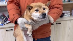 Heartbroken Shiba Inu Pup with Exposed Intestines and Furkids Will Be Sent to The Dining Table!