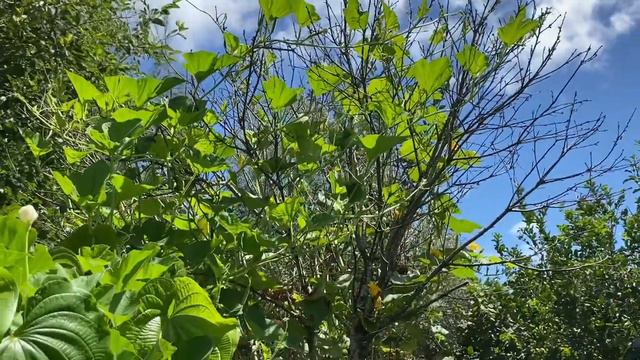 Harvesting Apples & Stacking Espalier Functions смотреть онлайн