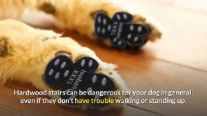 How To Stop Your Dog From Slipping On Floors? Know Top 10 Easy Tricks