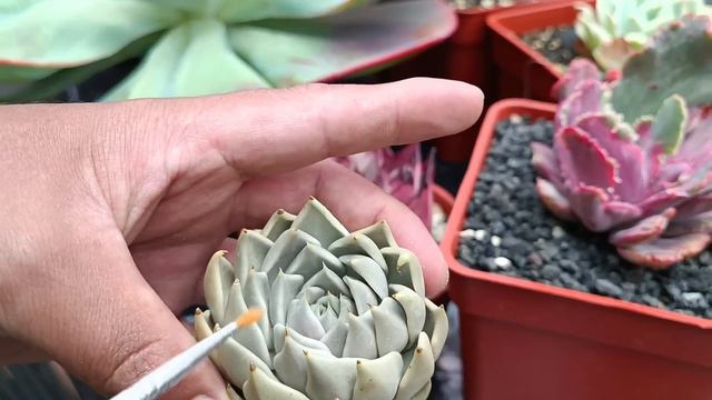 Decapitación y enraizamiento en suculentas #tips #secretos #consejos смотреть онлайн